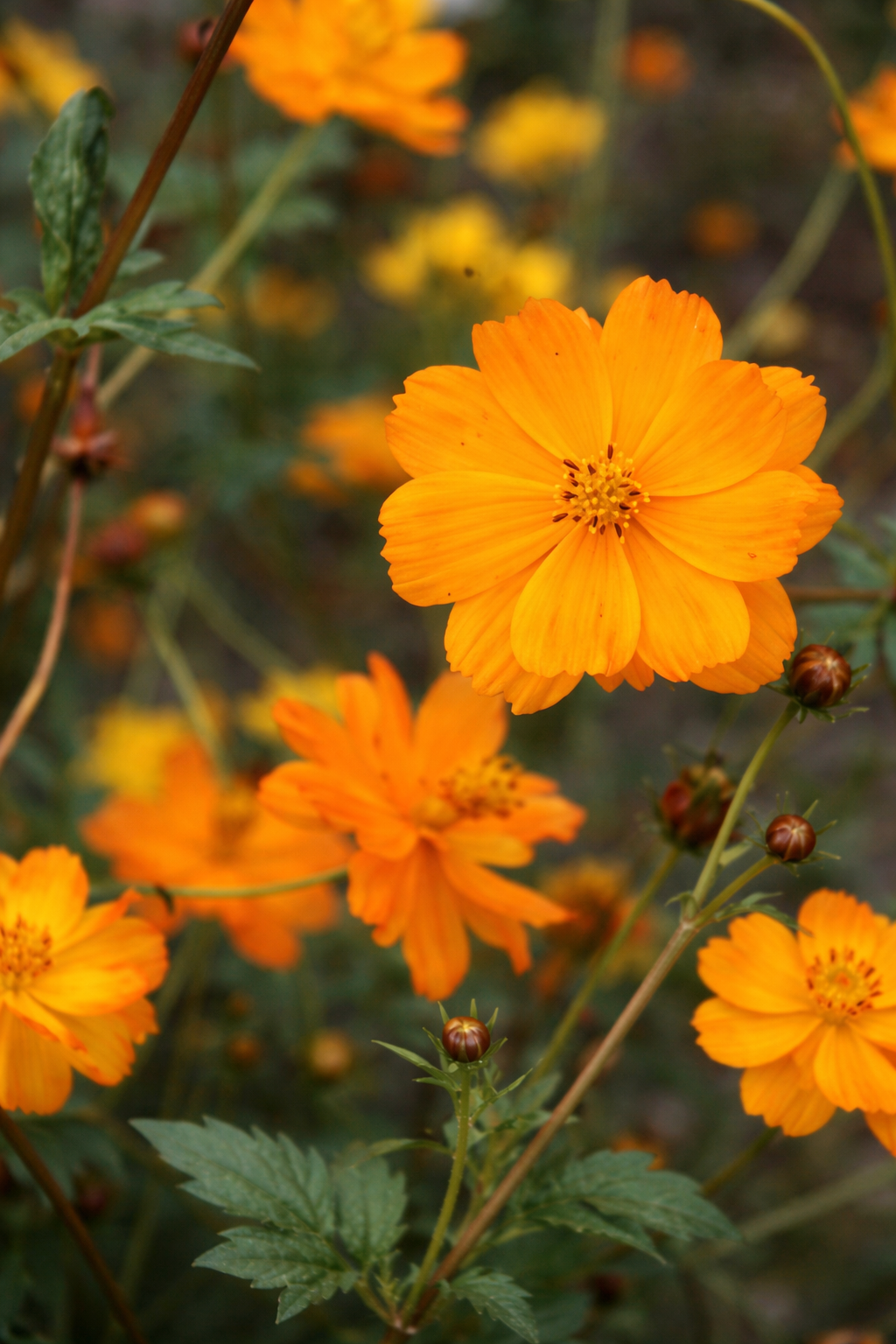Cosmos Crest Sunset