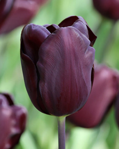 Løglasagne Lush Velvet (til krukke)