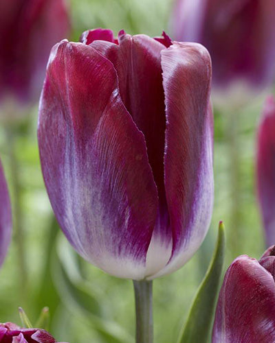 Løglasagne Lush Velvet (til krukke)