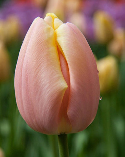 Løglasagne Raspberry Beret (til krukke)