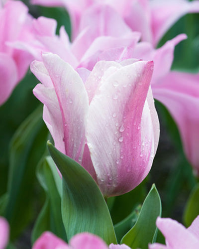 Løglasagne Lush Velvet (til krukke)