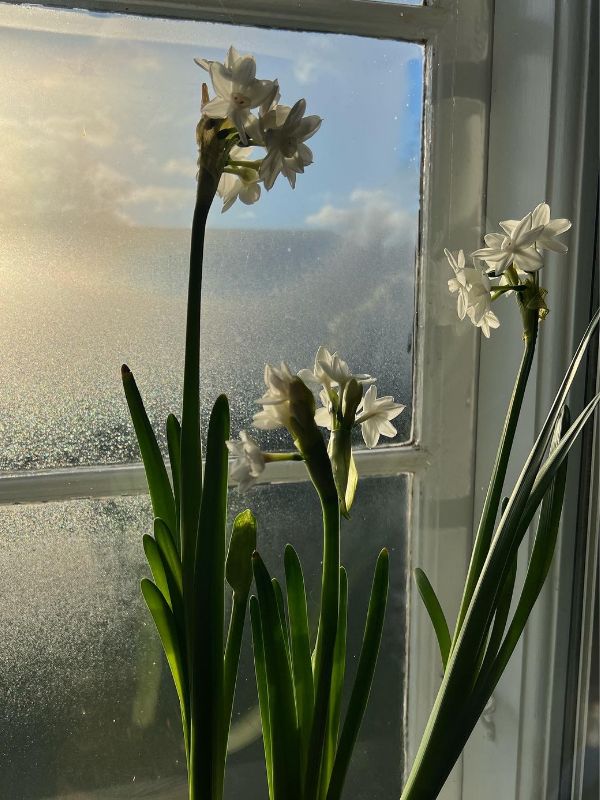Tazetter - Paperwhites