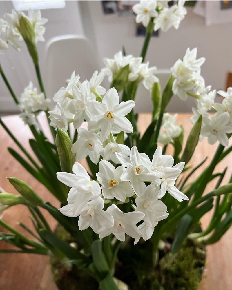 Tazetter - Paperwhites