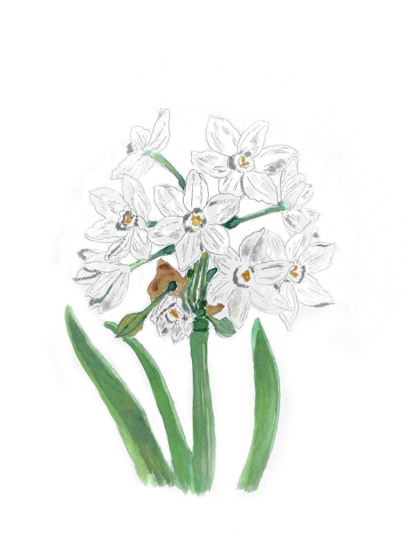 Tazetter - Paperwhites