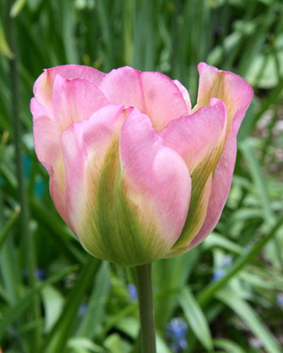 Løgblanding Blushing Meadow Collection