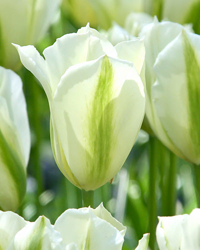 Løgblanding Moonlight Meadow Collection