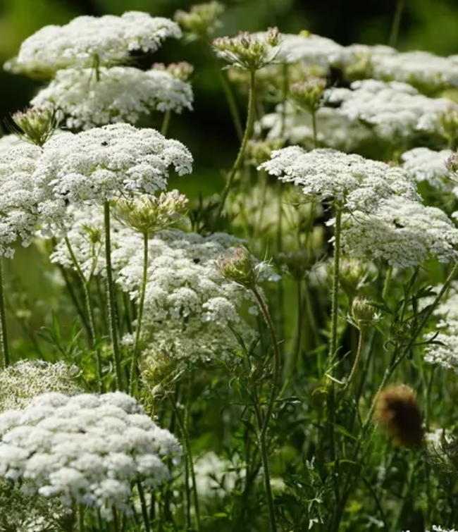 Vild Blomsterblanding Hvid