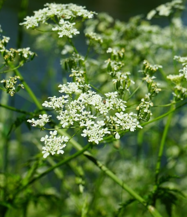 Vild Blomsterblanding Hvid