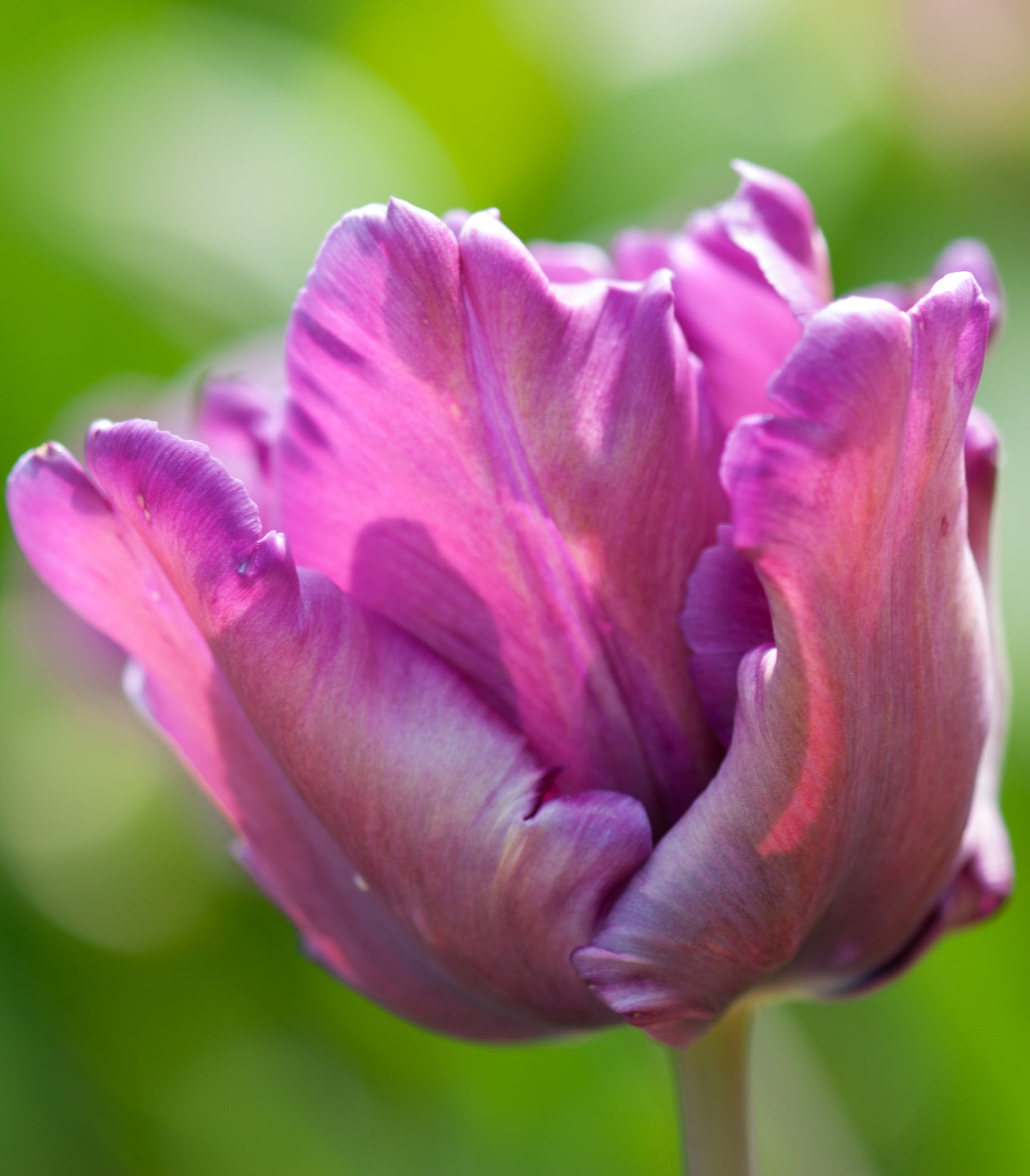 Løglasagne Velvet (til krukke)