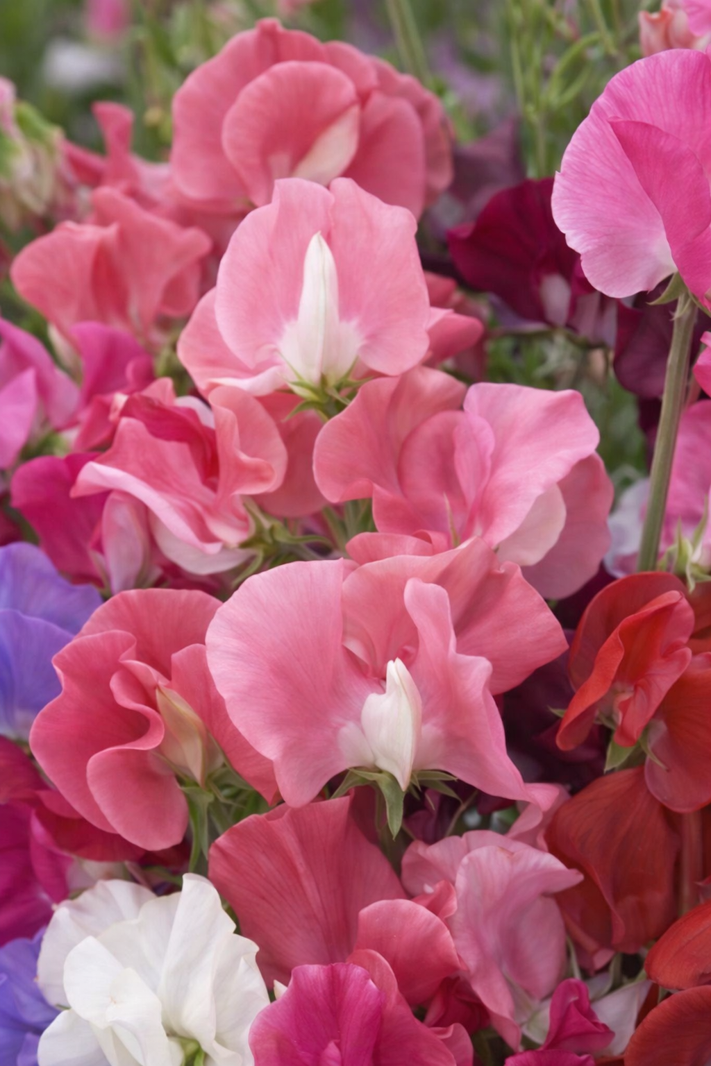 Ærteblomster - Elegans Mix