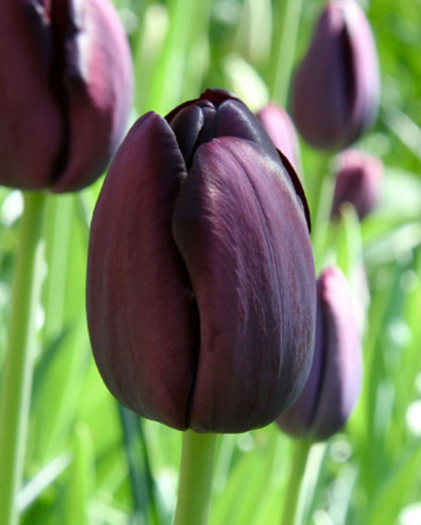 Løglasagne Velvet (til krukke)