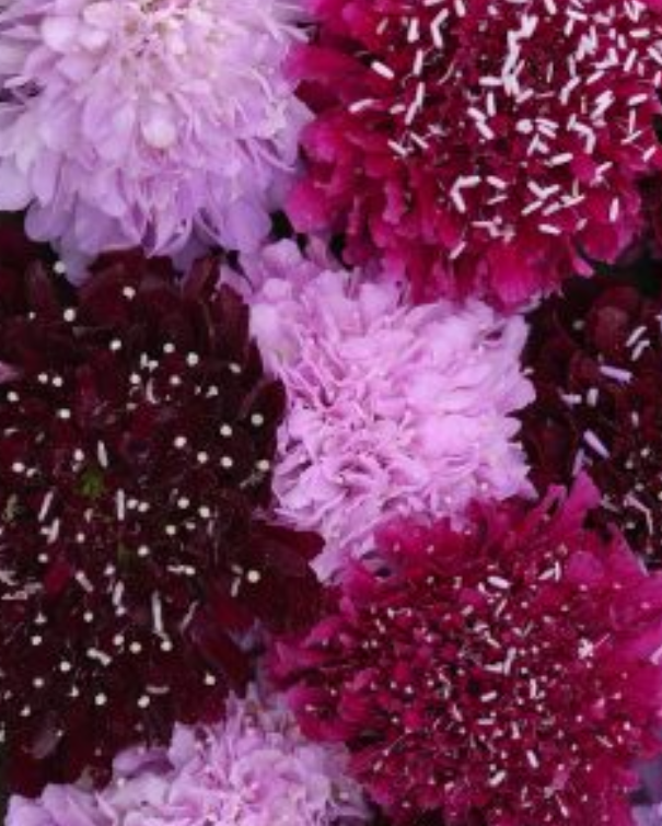 Scabiosa Summer Fruits