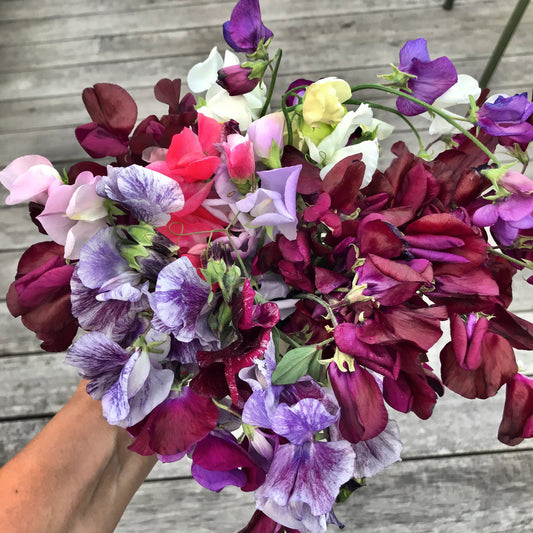 Sådan sår du ærteblomster på 3 forskellige måder