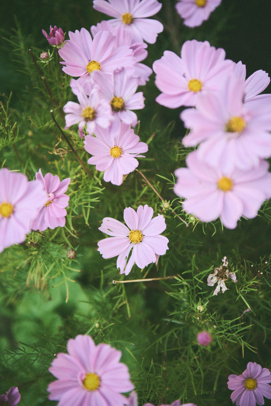 Hvilke sommerblomster egner sig til krukker?