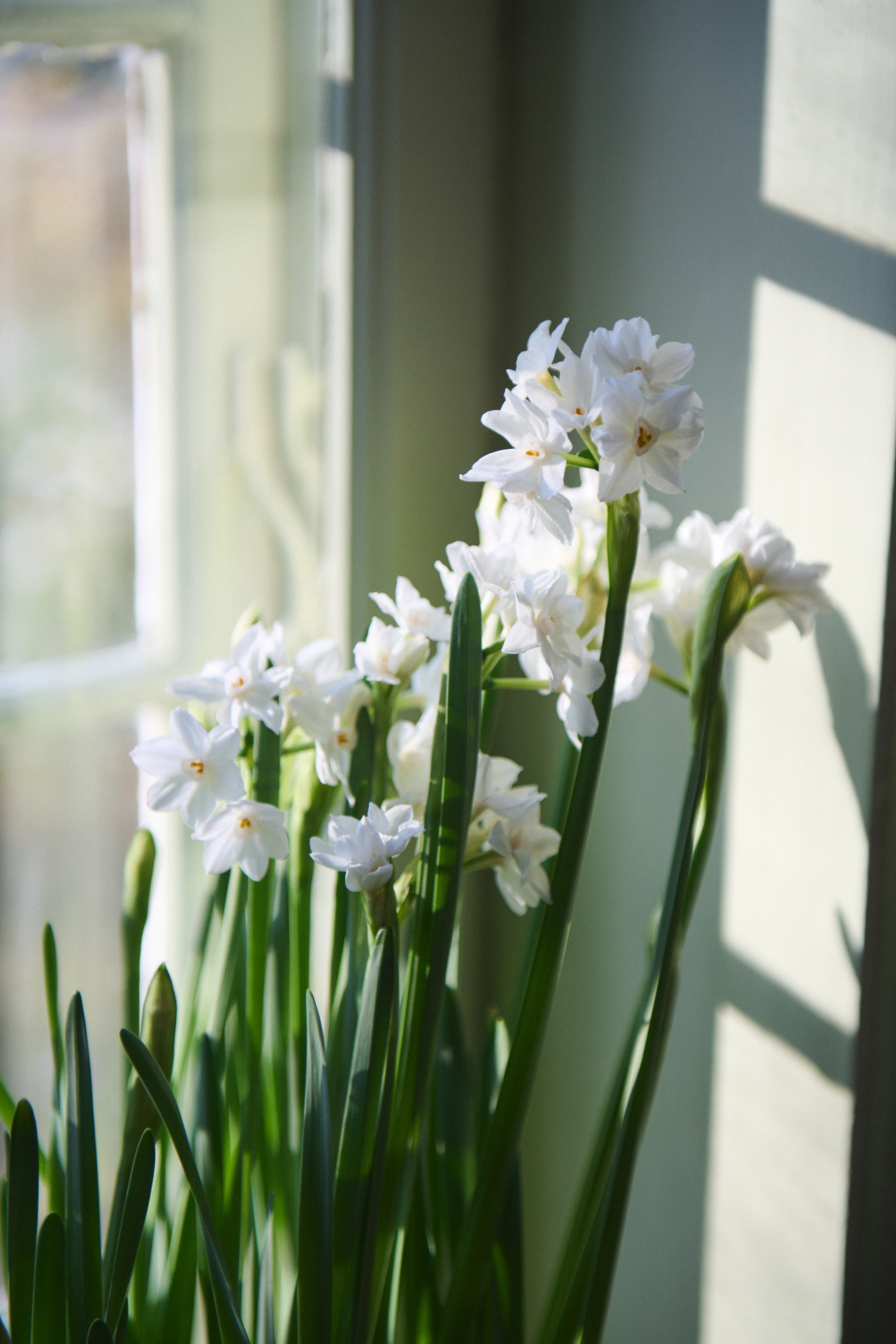 Paperwhites – Den Engelske Juletradition med Tazetter