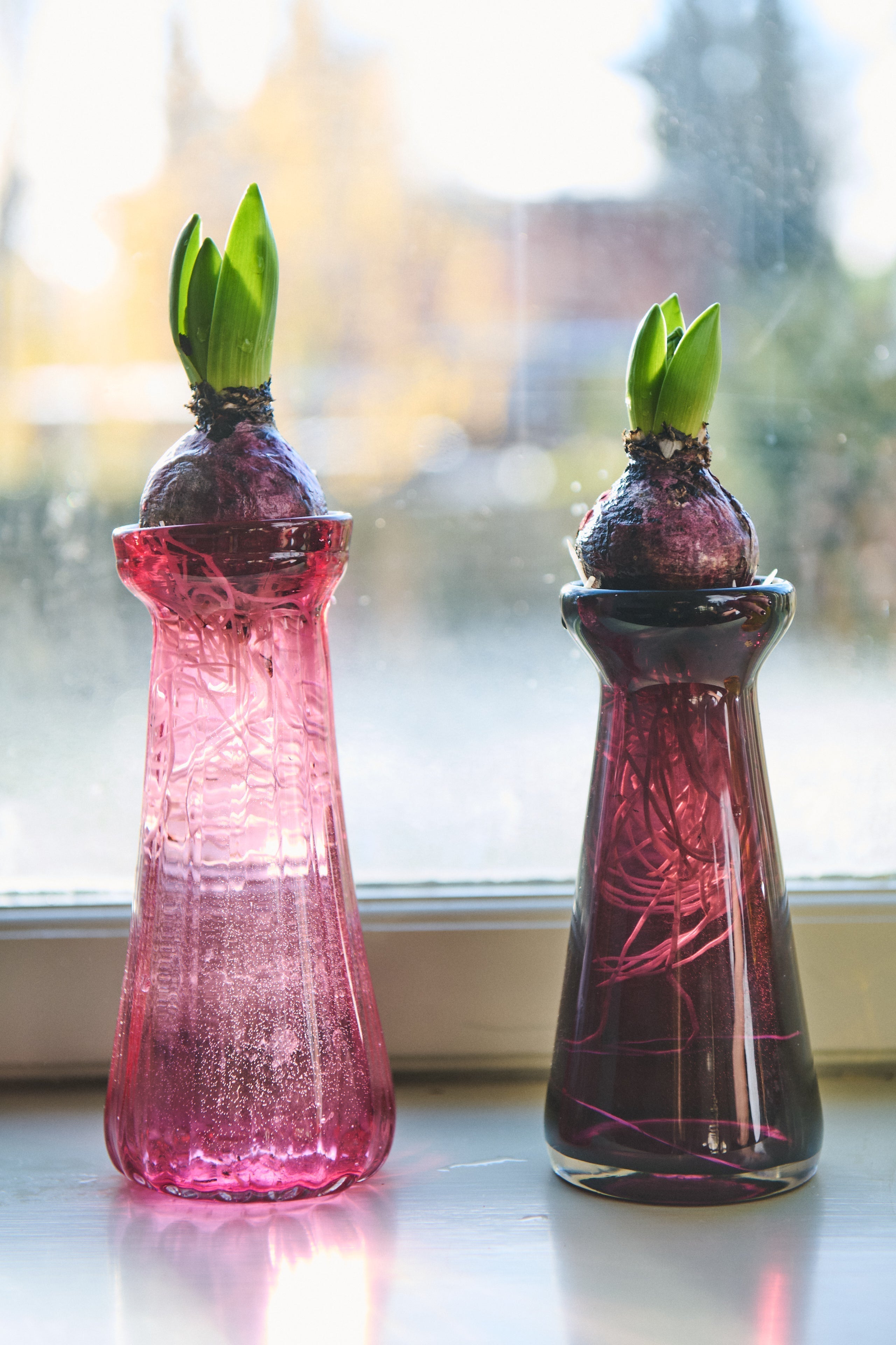 Hyacintglas – Historien om en Smuk Nordisk Tradition