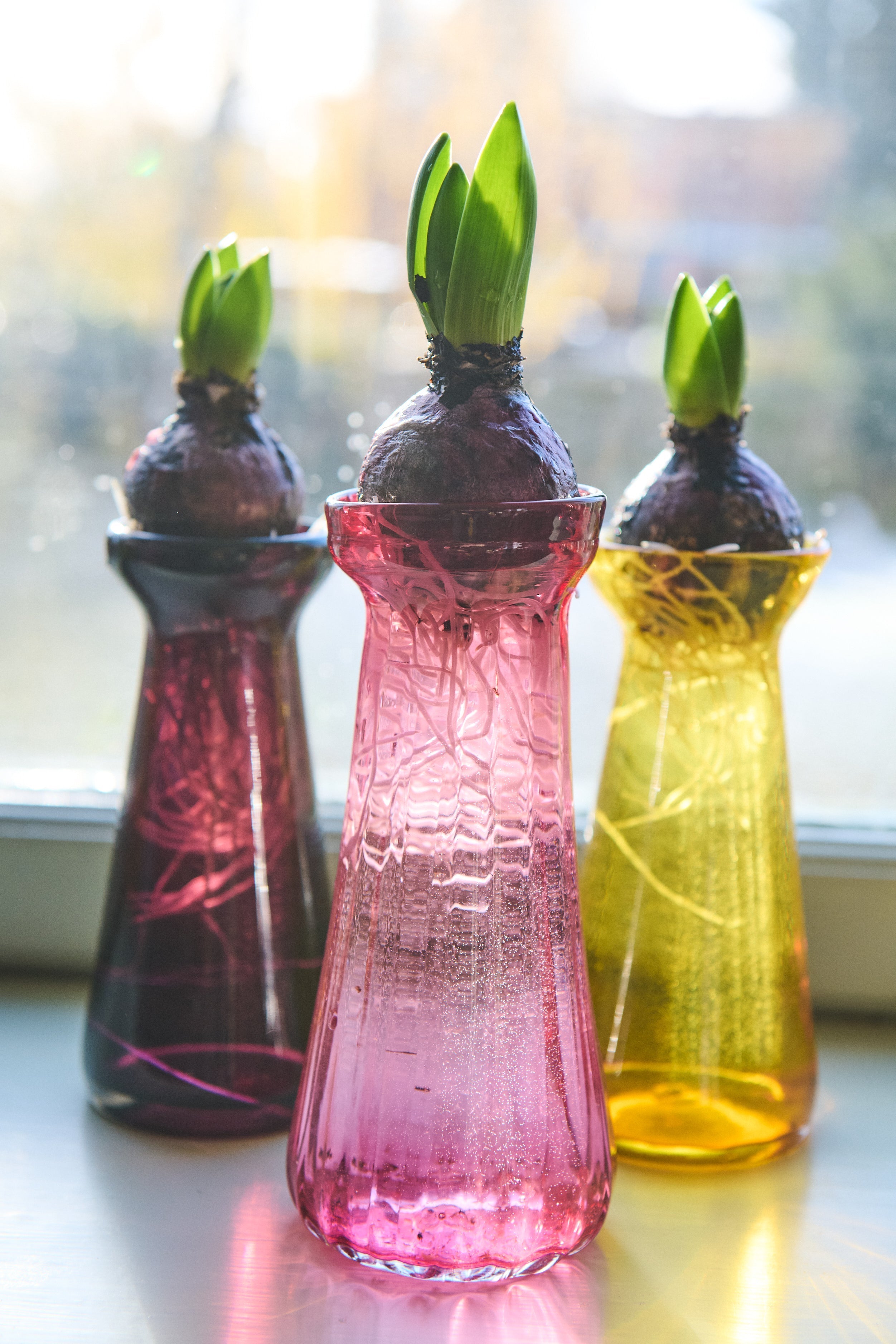 Hvad kan man plante i midtvinter? Guide til januar-plantning