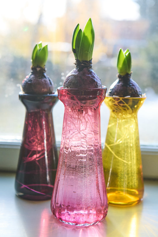 Hvad kan man plante i midtvinter? Guide til januar-plantning