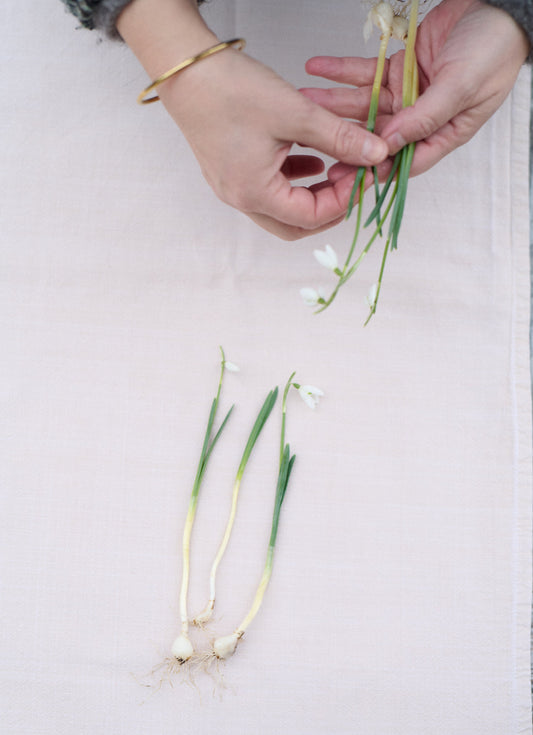 Sådan deler du dine vintergækker