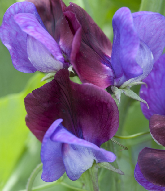 Sådan sår du ærteblomster på 3 forskellige måder