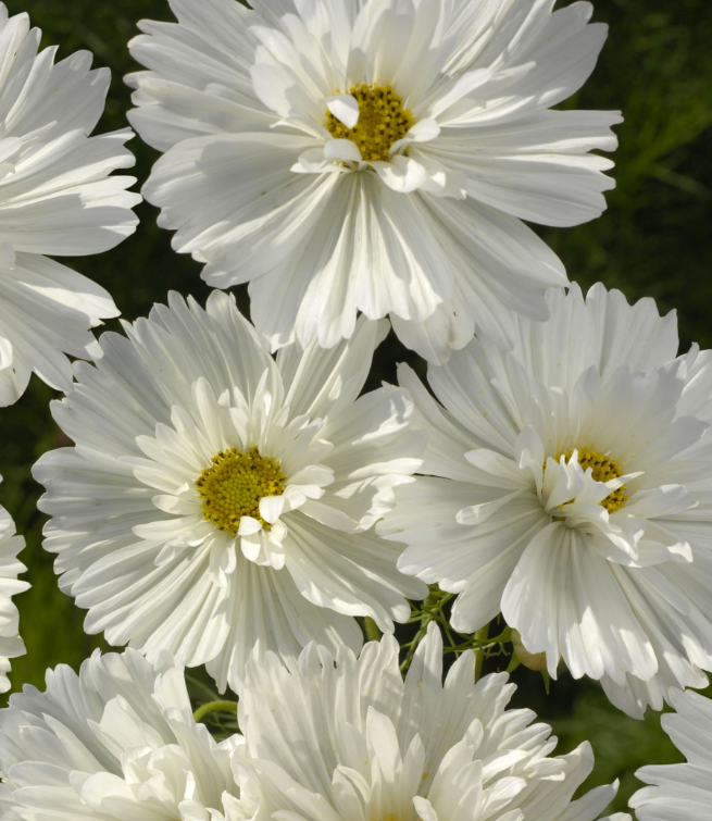 De 4 Uundværlige Blomster i Skærehaven – Cosmos, Ærteblomster, Solsikker og Valmuer