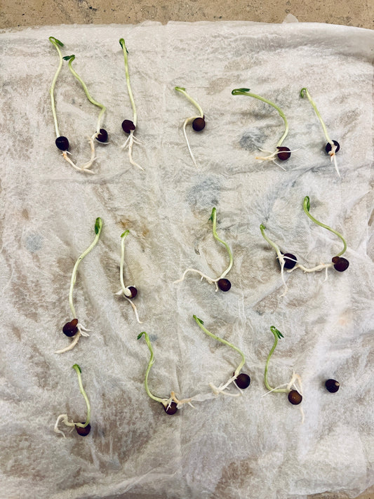 Armchair gardening og spiretest af frø