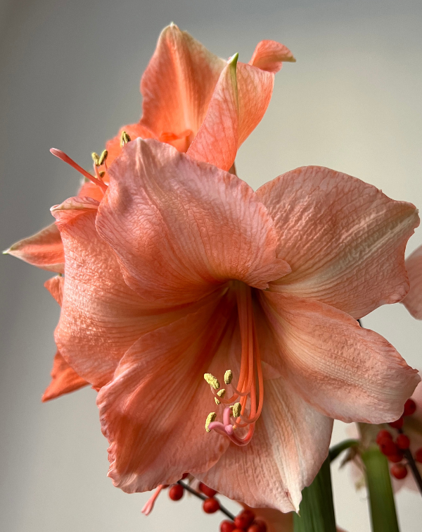 Den Nordiske Tradition med Amaryllis – Skønhed i Vintermørket