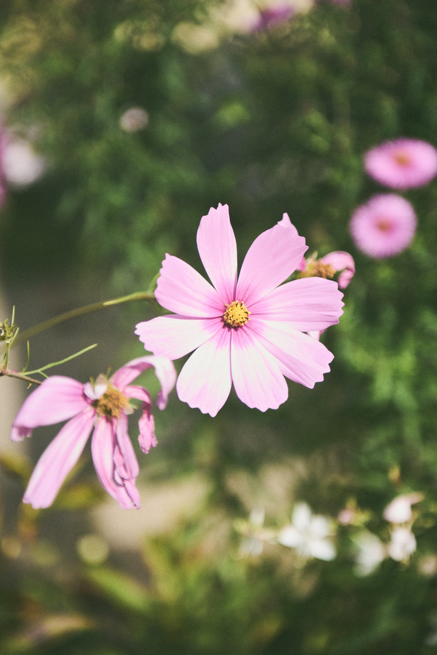 Sommerblomster til Krukker