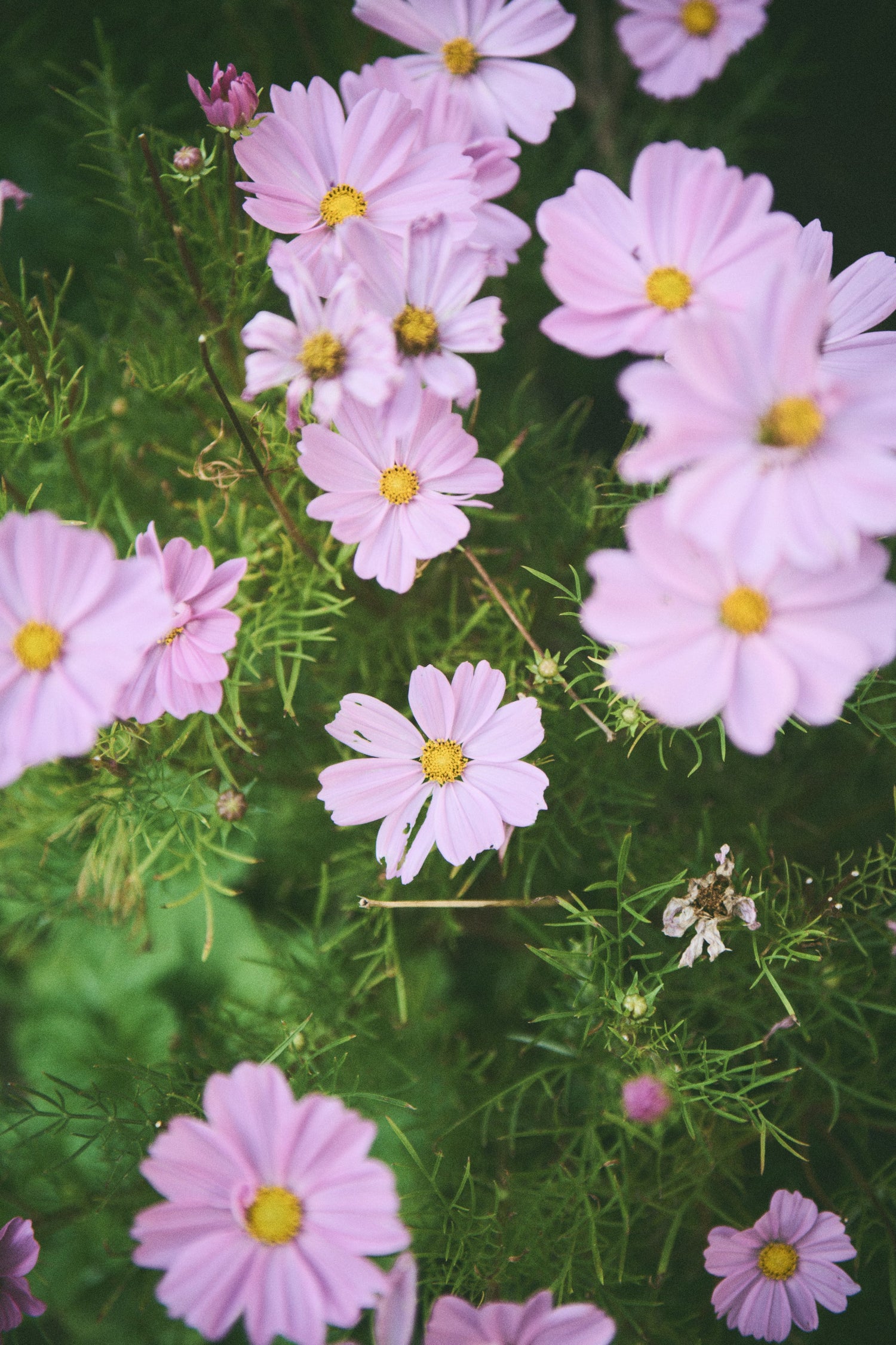Cosmos