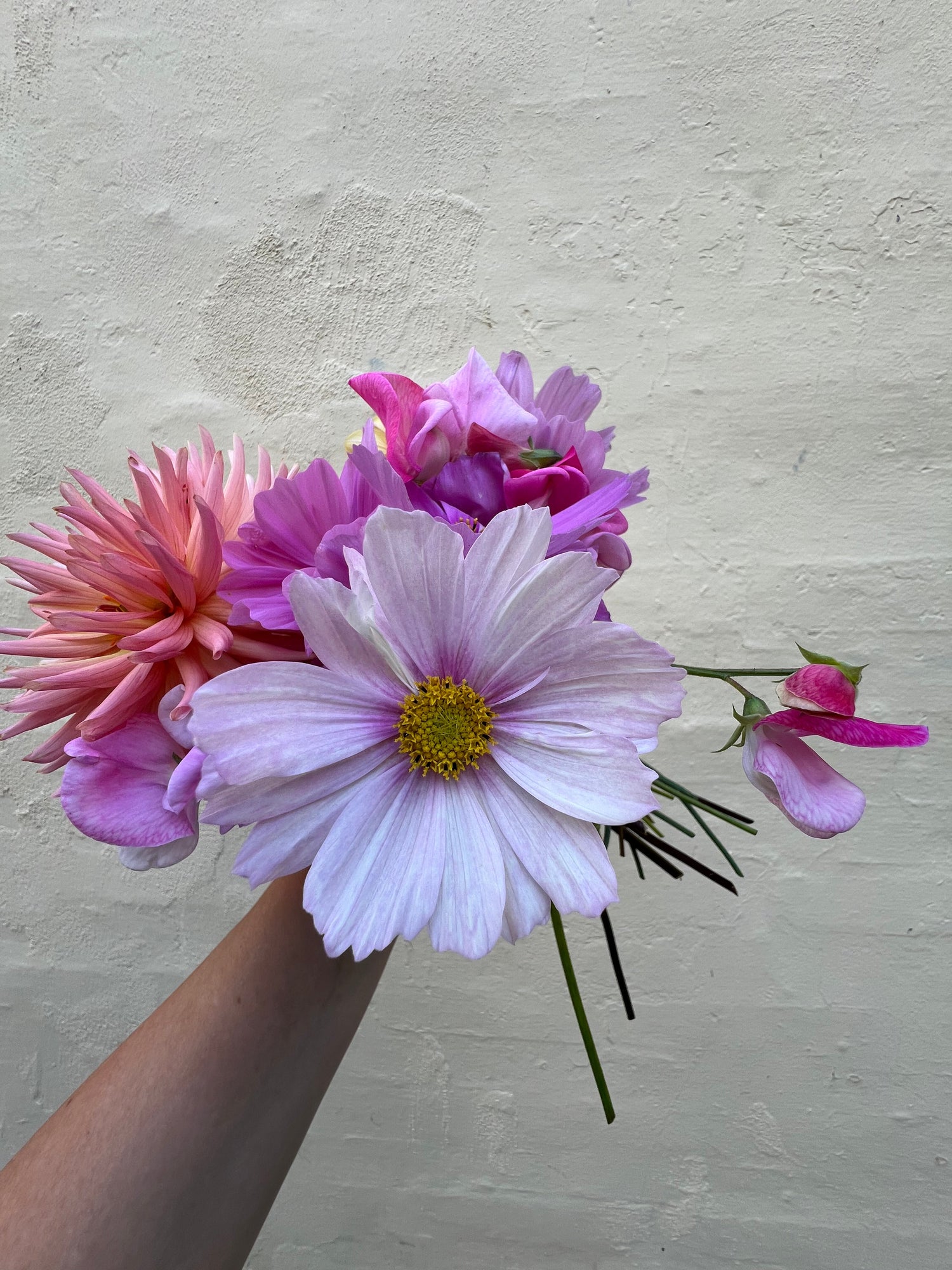 SIDSTE FRØ, DAHLIA OG VASER