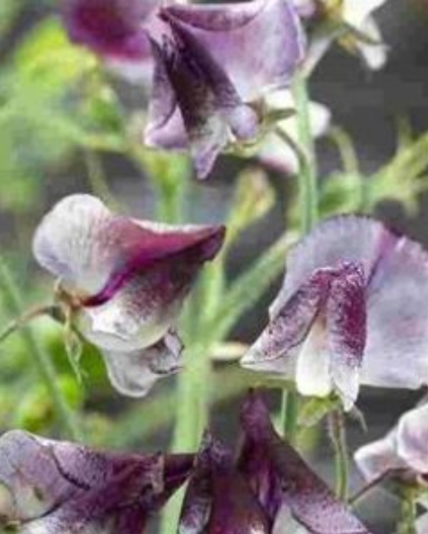Ærteblomster