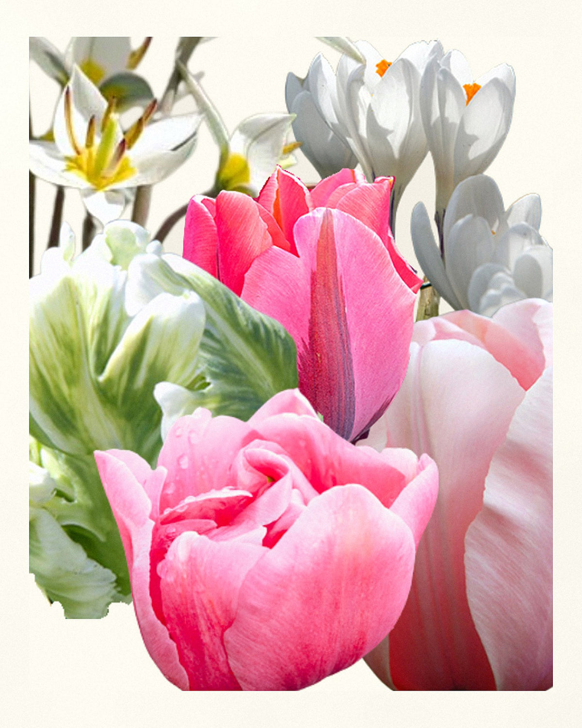 Løglasagne Rose