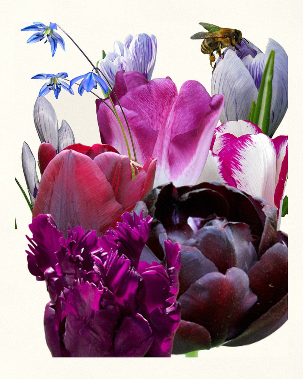 Løglasagne Velvet