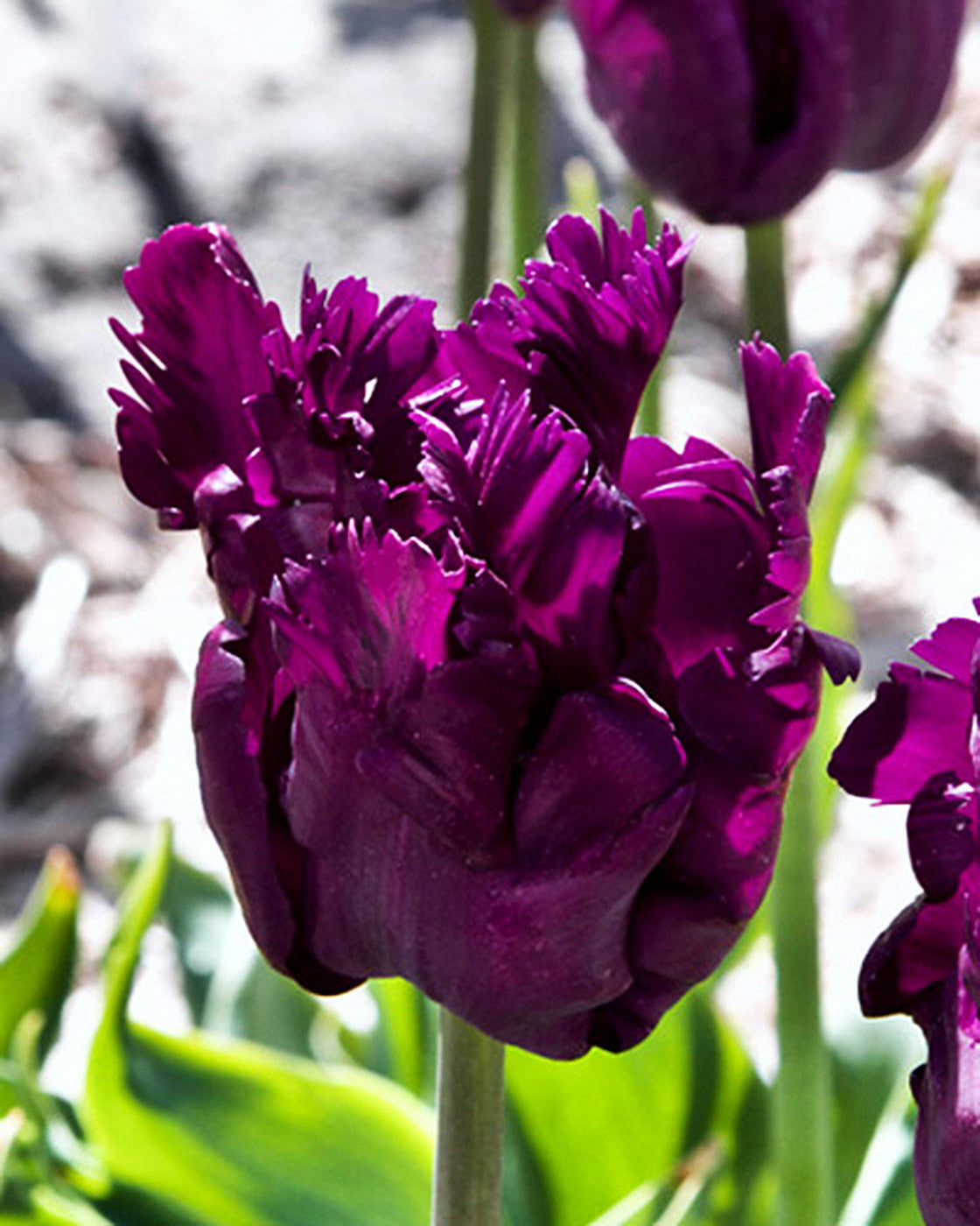 Tulipa Parrot Negrita