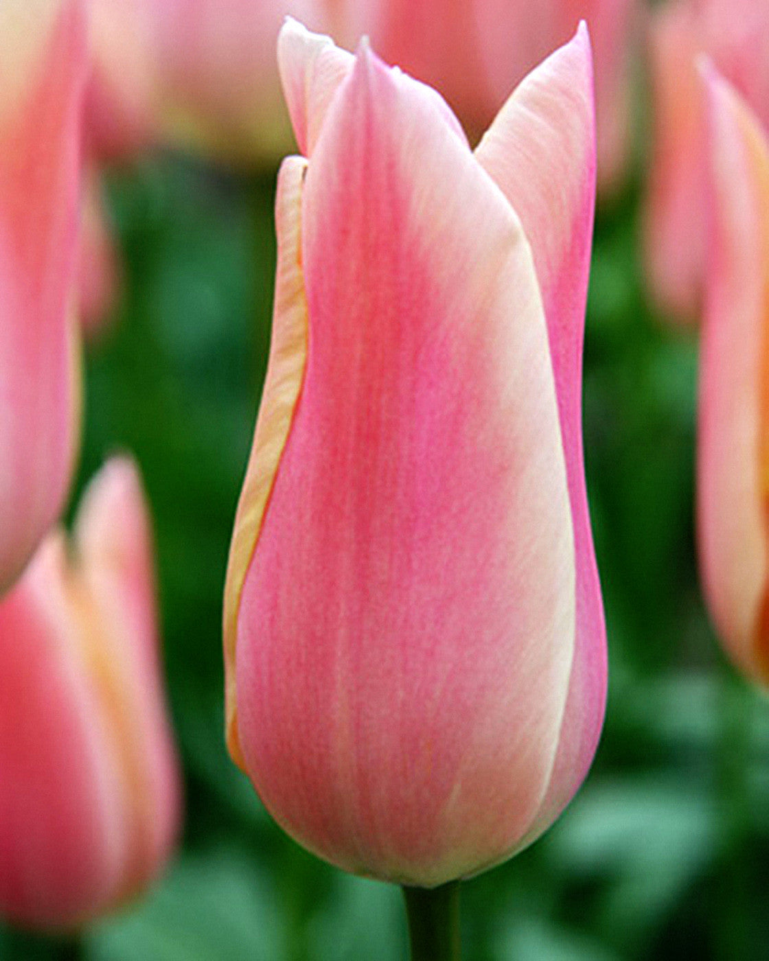 Tulipa Sanne