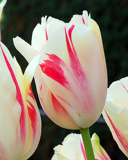 Tulipa Sorbet