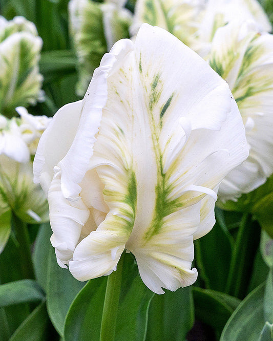 Tulipa Super Parrot