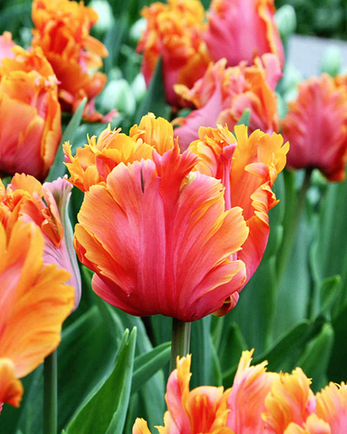 Tulipa Amazing Parrot