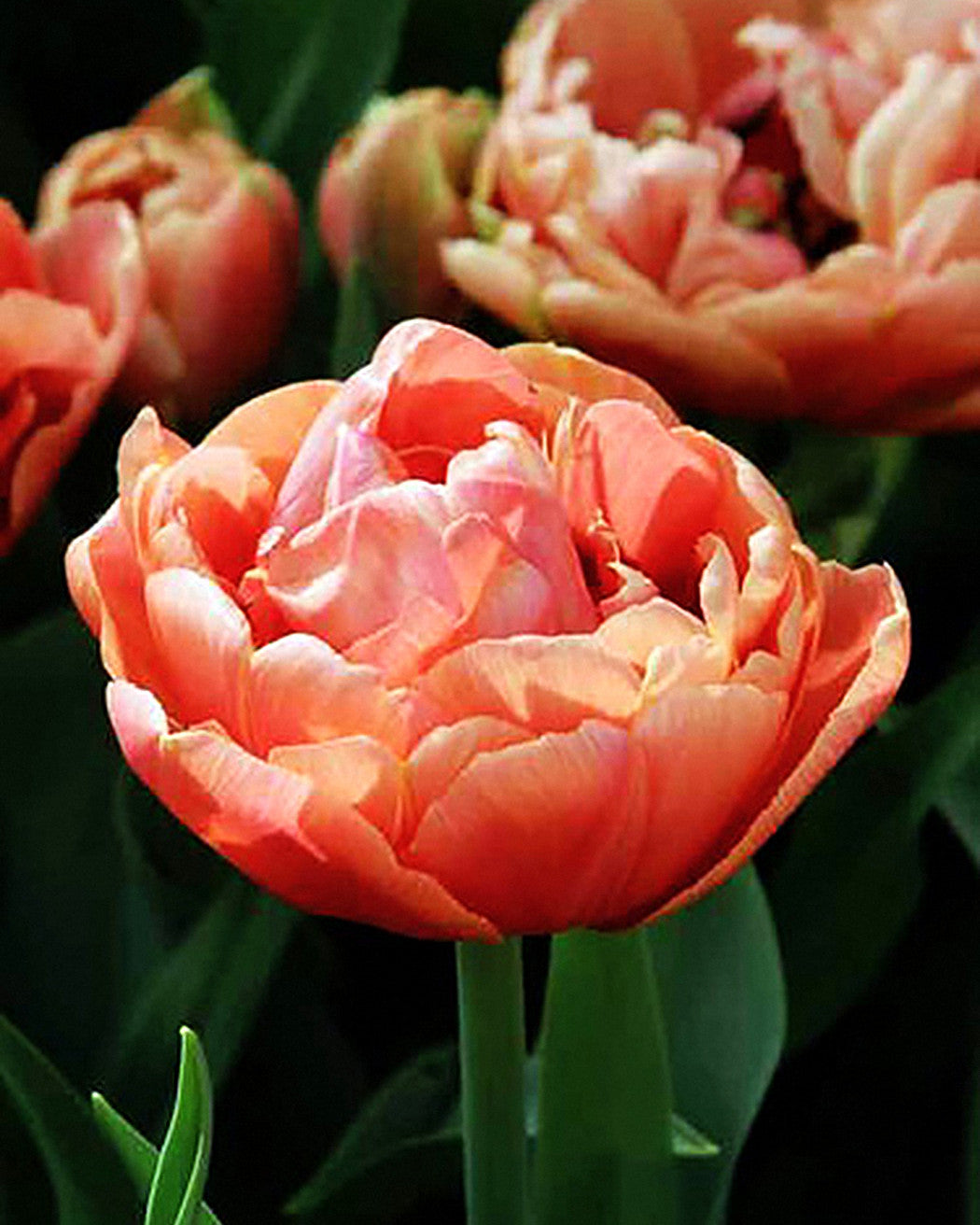 Tulipa Copper Image