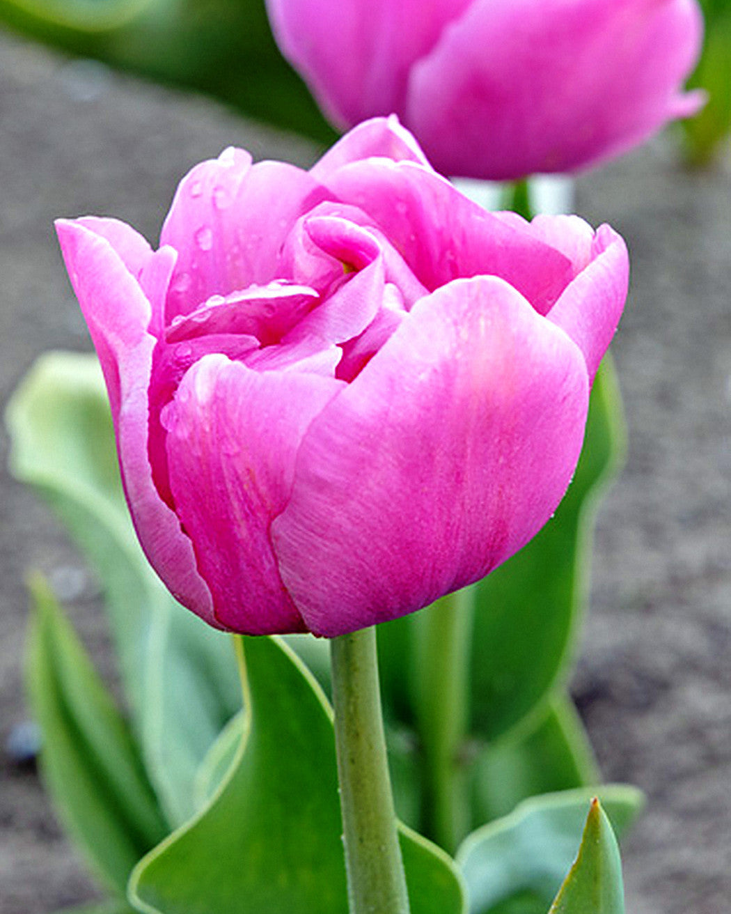 Tulipa Table Dance