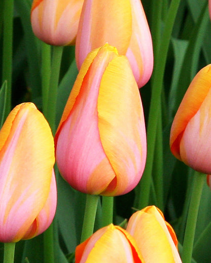 Tulipa Dordogne