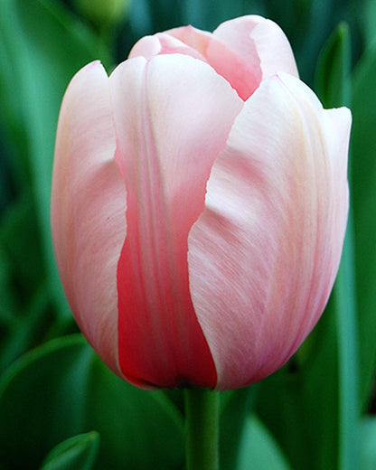 Tulipa Salmon Impression