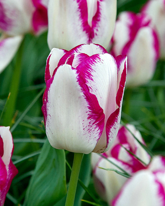 Tulipa Shiun