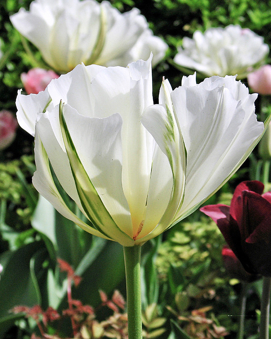 Tulipa White Valley