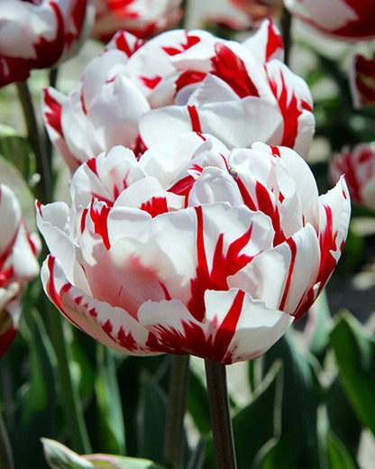 Tulipa Carnaval de Nice