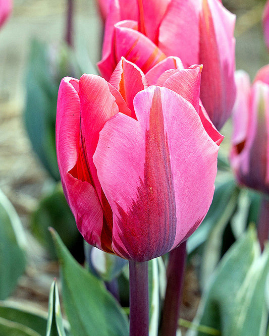 Tulipa Pretty Princess