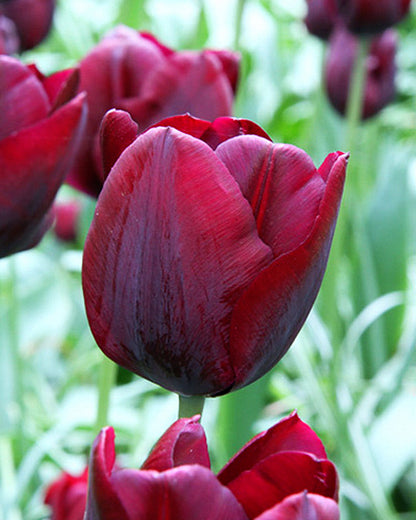 Tulipa Ronaldo