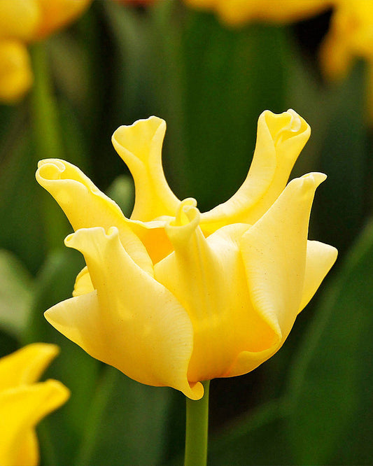 Tulipa Yellow Crown