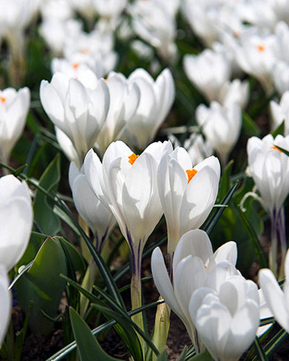 Crocus Jeanne d'Arc