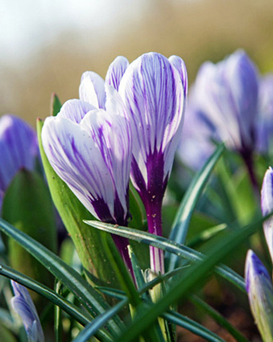 Crocus Pickwick
